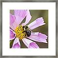 Cosmos And Bee #1 Framed Print