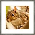 Curious Squirrel #1 Framed Print