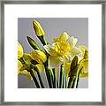 Daffodils #1 Framed Print