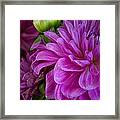 Dahlia #1 Framed Print