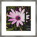 Daisy #1 Framed Print