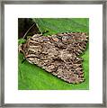 Dark Arches Moth #1 Framed Print