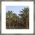 Date Palms From The Jordan Valley Framed Print