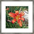 Day Lily #2 Framed Print