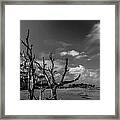 Dead Trees On The Beach #1 Framed Print