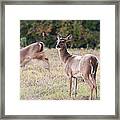 Deer At Paynes Prairie Framed Print