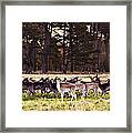 Deer In The Phoenix Park - Dublin Framed Print