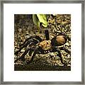 Desert Tarantula #1 Framed Print