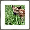 Dingo In The Wild V3 #1 Framed Print