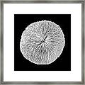 Disk Coral Or Fungia Coral #2 Framed Print