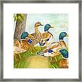 Diva Duck And The Mallards #1 Framed Print