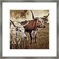 Texas Longhorns In Sepia Framed Print