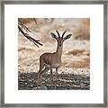Dorcas Gazelle (gazella Dorcas) #1 Framed Print