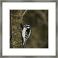 Downy Woodpecker Framed Print
