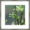 Dragonfly #1 Framed Print