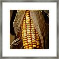 Dry Corn Husk #1 Framed Print