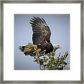 Eagle At The Kettle River #1 Framed Print