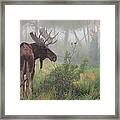 Early Morning Mist Framed Print