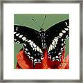 Eastern Black Swallowtail Butterfly #1 Framed Print