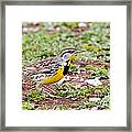 Eastern Meadowlark Sturnella Magna #1 Framed Print