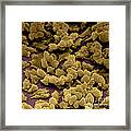 Eggs Surrounded By Cumulus Cells #1 Framed Print