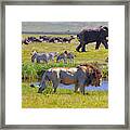 Elephant And Lion #1 Framed Print