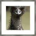 Emu Portrait #1 Framed Print