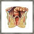 End Of Large Intestine #1 Framed Print