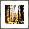Enlightened Pines #1 Framed Print