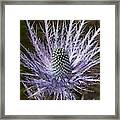 Eryngium Alpinum Flower #1 Framed Print