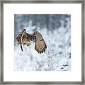 Eurasian Eagle-owl #1 Framed Print