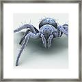 European Garden Spiderling #1 Framed Print