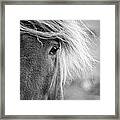 Eye Of A Pony #1 Framed Print