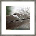 Feather #1 Framed Print