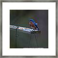 Blue Bird Feathers In A Ruffle Framed Print
