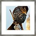 Female Red-winged Blackbird #1 Framed Print