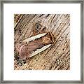 Flame Shoulder Moth #1 Framed Print