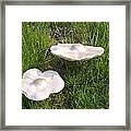 Floating Mushrooms Framed Print