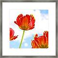 Floating Orange Tulips 02 Framed Print