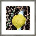 Flowers Of Tan Slime Mould #1 Framed Print