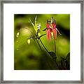 Forest Columbine  #2 Framed Print