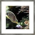 Foureye Butterflyfish #1 Framed Print