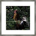 Free Range Rooster At Sunrise Framed Print