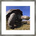 Galapagos Giant Tortoise On Alcedo #1 Framed Print