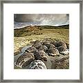Galapagos Giant Tortoises Wallowing #1 Framed Print