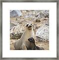 Galapagos Sea Lion And Pup Champion Framed Print