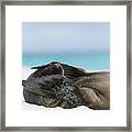 Galapagos Sea Lion Pup Covering Face Framed Print