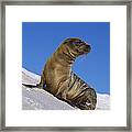 Galapagos Sea Lion Pup Galapagos Islands #1 Framed Print