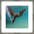 Galapagos Sea Lion Swimming Ecuador Framed Print