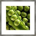 Garden Peas In The Pod #1 Framed Print